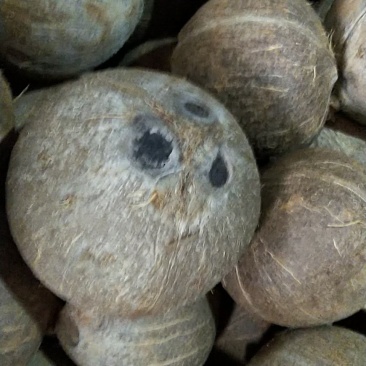 越南精品打磨椰子，可预开口