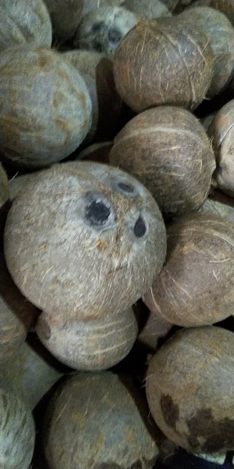 越南精品打磨椰子，可预开口