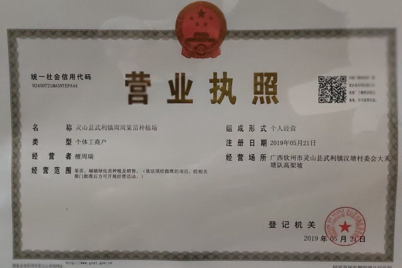 番石榴苗红心西瓜芭乐树苗正宗台湾四季珍珠番石榴苗