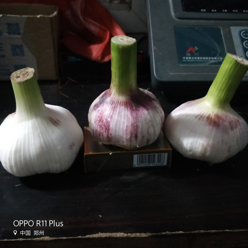 河南中牟紫皮蒜（把子蒜）产地直销商超直供，保质保量！