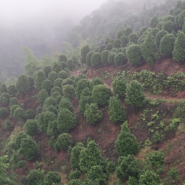 宜宾茶花种植基地，可视频看货，支持线上交易