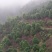 宜宾茶花种植基地，可视频看货，支持线上交易