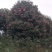 宜宾茶花种植基地，可视频看货，支持线上交易