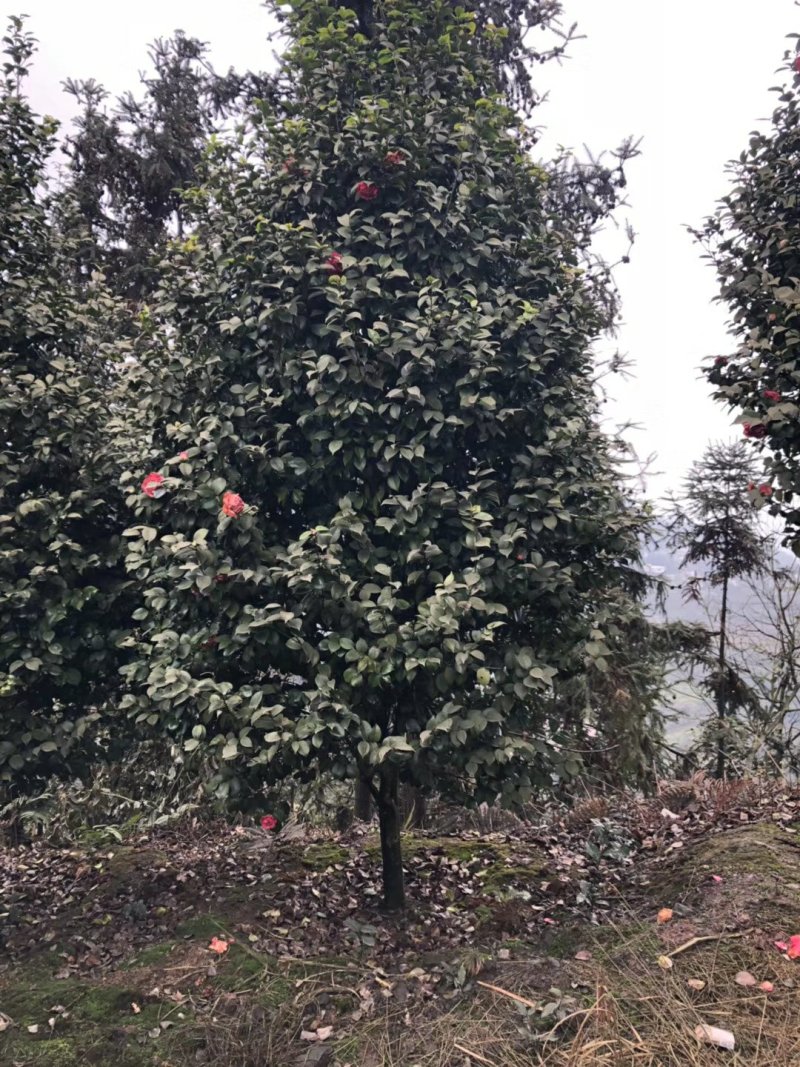 宜宾茶花种植基地，可视频看货，支持线上交易