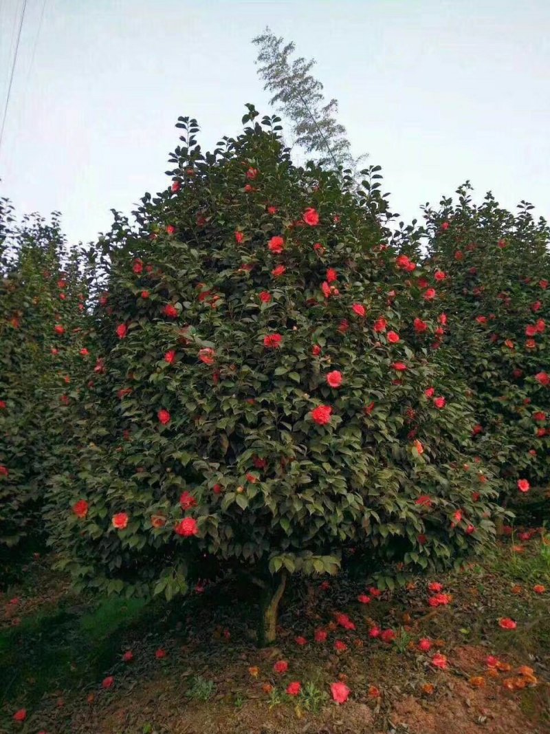 宜宾茶花种植基地，可视频看货，支持线上交易