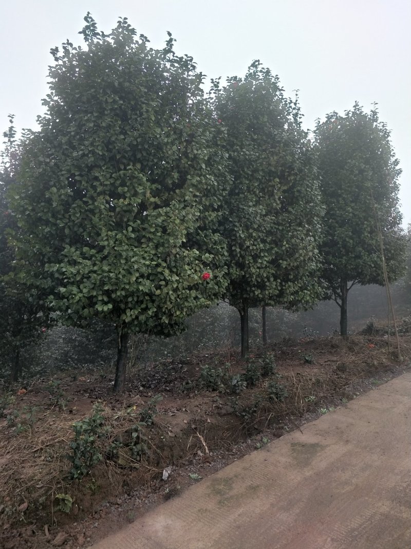宜宾茶花种植基地，可视频看货，支持线上交易