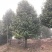 宜宾茶花种植基地，可视频看货，支持线上交易