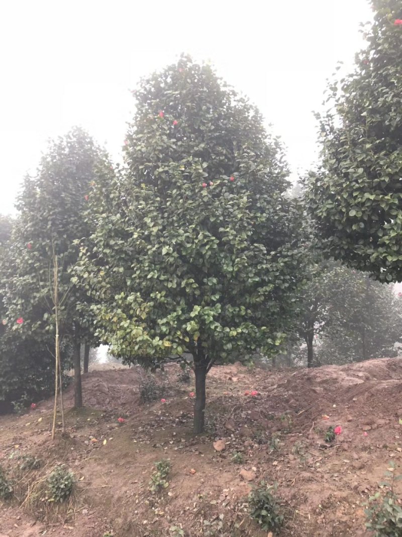 宜宾茶花种植基地，可视频看货，支持线上交易