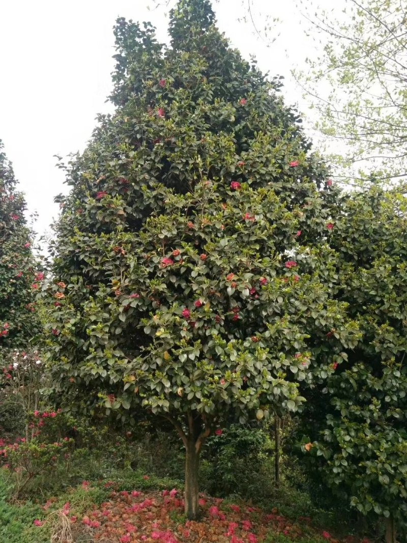 宜宾茶花种植基地，可视频看货，支持线上交易