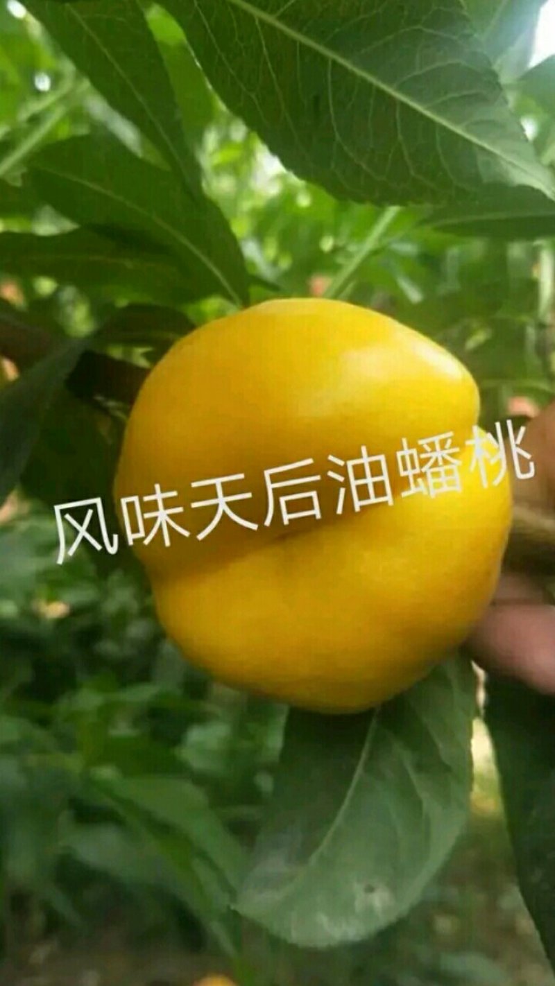 【油蟠桃桃树苗基地】风味天后晚熟油蟠桃树苗油蟠新品种