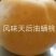 【油蟠桃桃树苗基地】风味天后晚熟油蟠桃树苗油蟠新品种