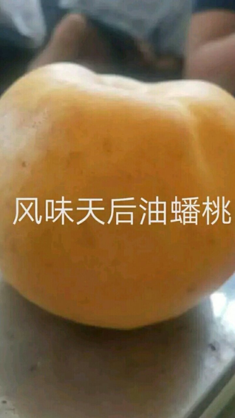 【油蟠桃桃树苗基地】风味天后晚熟油蟠桃树苗油蟠新品种