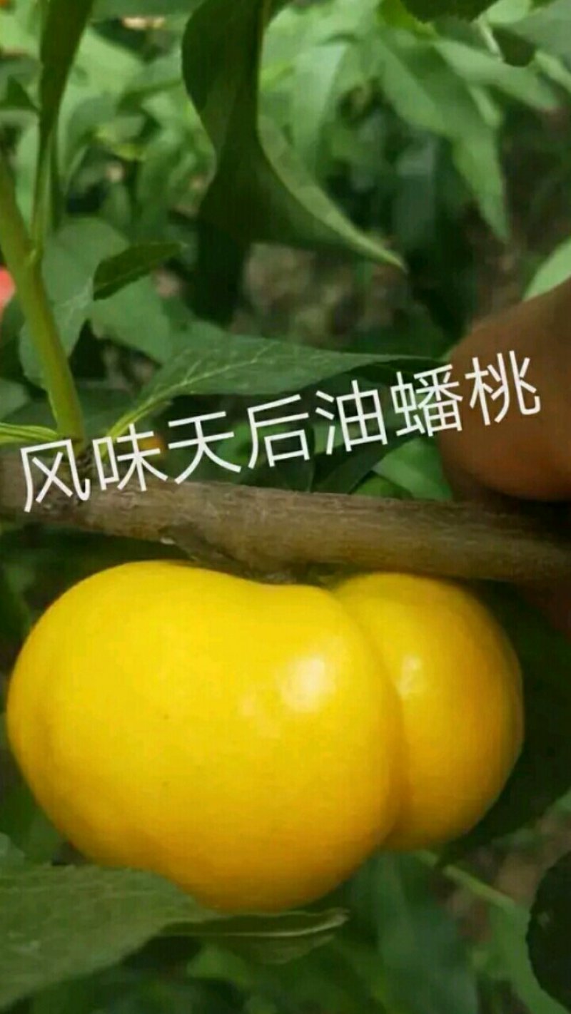 【油蟠桃桃树苗基地】风味天后晚熟油蟠桃树苗油蟠新品种