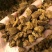 桦树茸孔菌颗粒泡水可以服用的两盒包邮