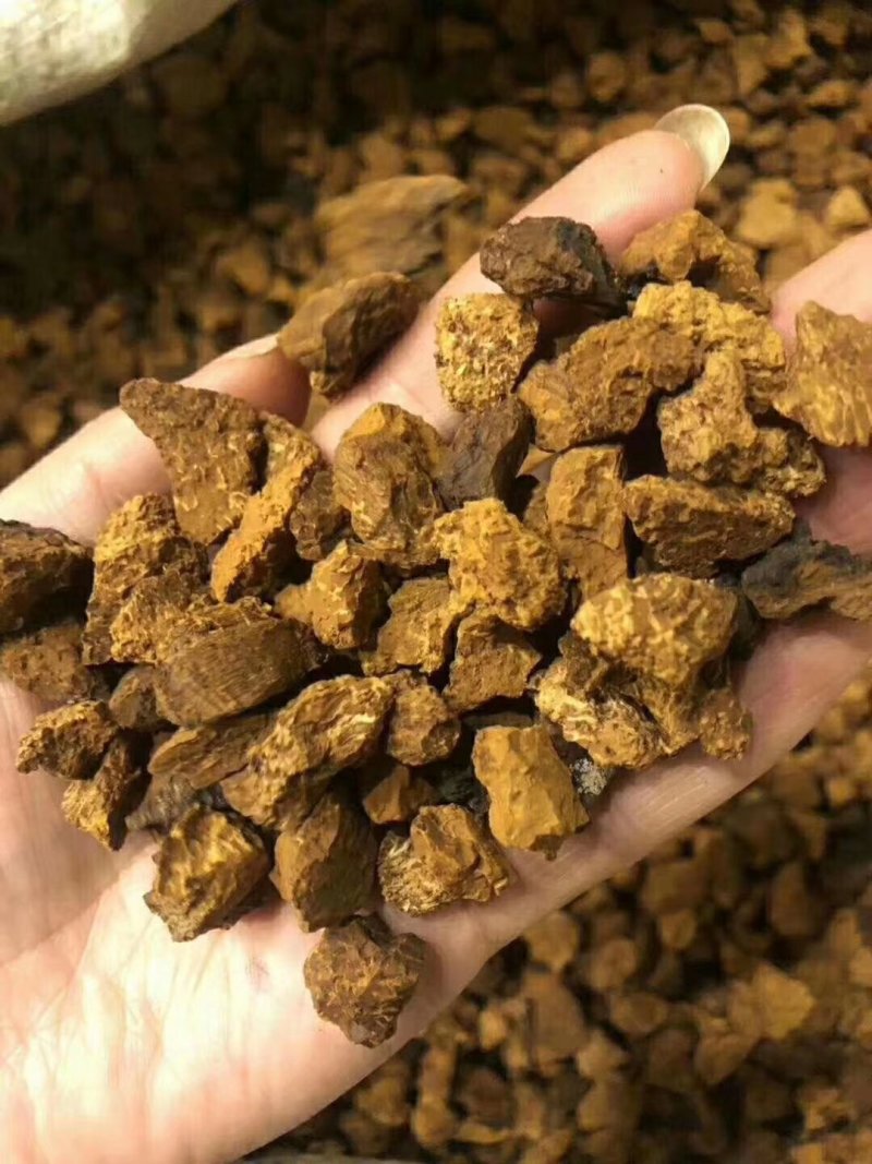 桦树茸孔菌颗粒泡水可以服用的两盒包邮
