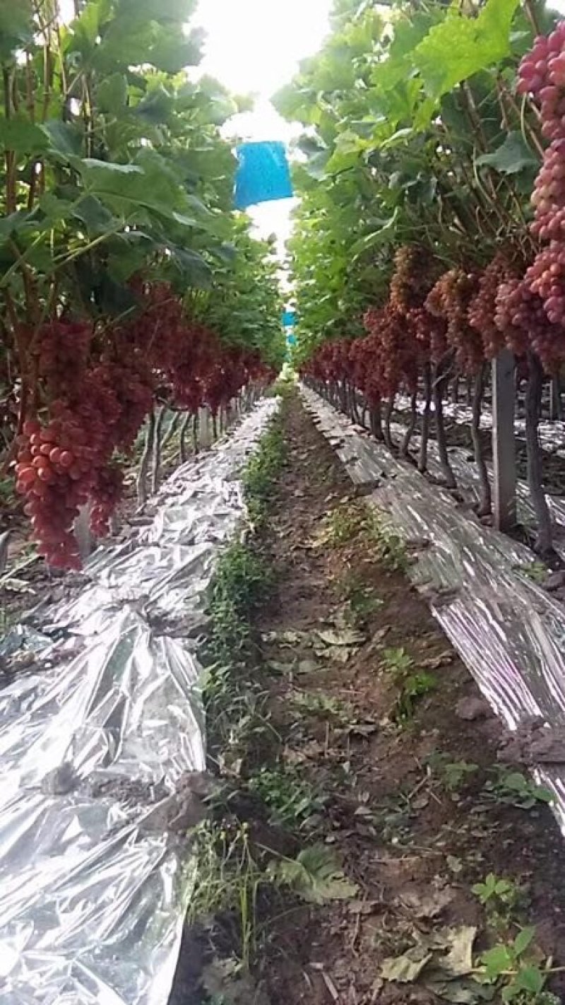 西昌克伦生葡萄。各类品质大量上市中，欢迎订购