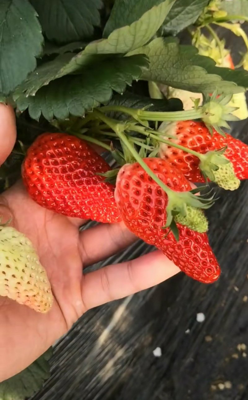 章姬草莓苗20~30cm提供种植资料和技术脱毒一级苗