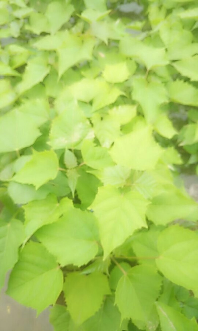 楸树苗
