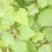 楸树苗