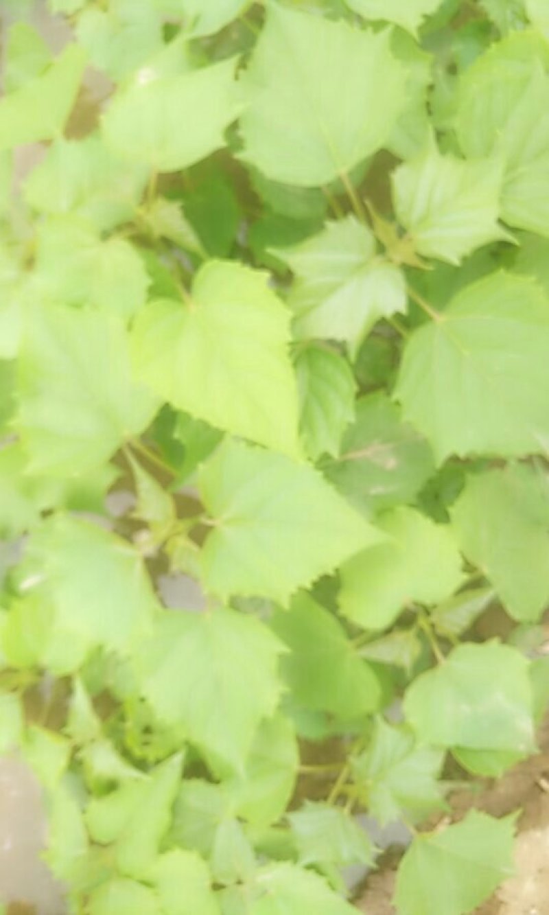 楸树苗