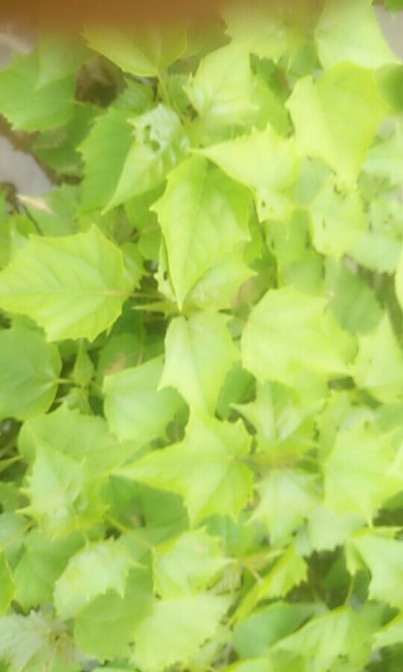 楸树苗