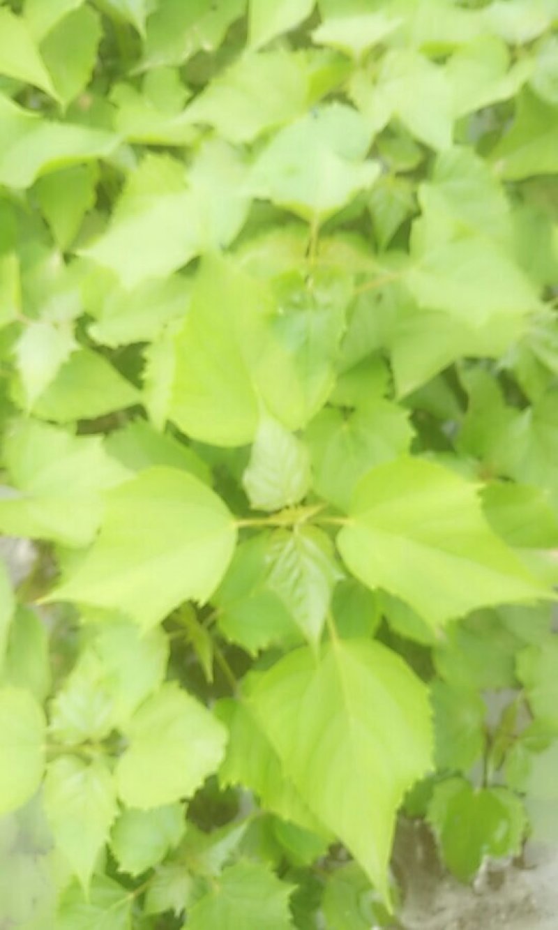 楸树苗