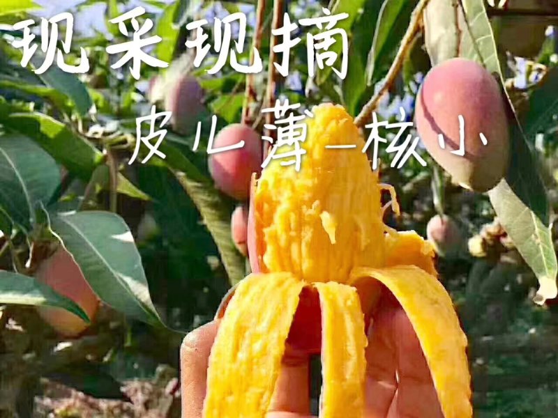 攀枝花盐边县红贵妃