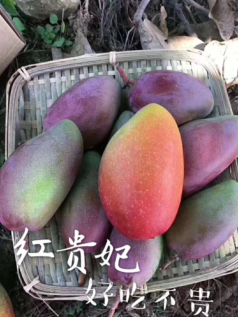 攀枝花盐边县红贵妃