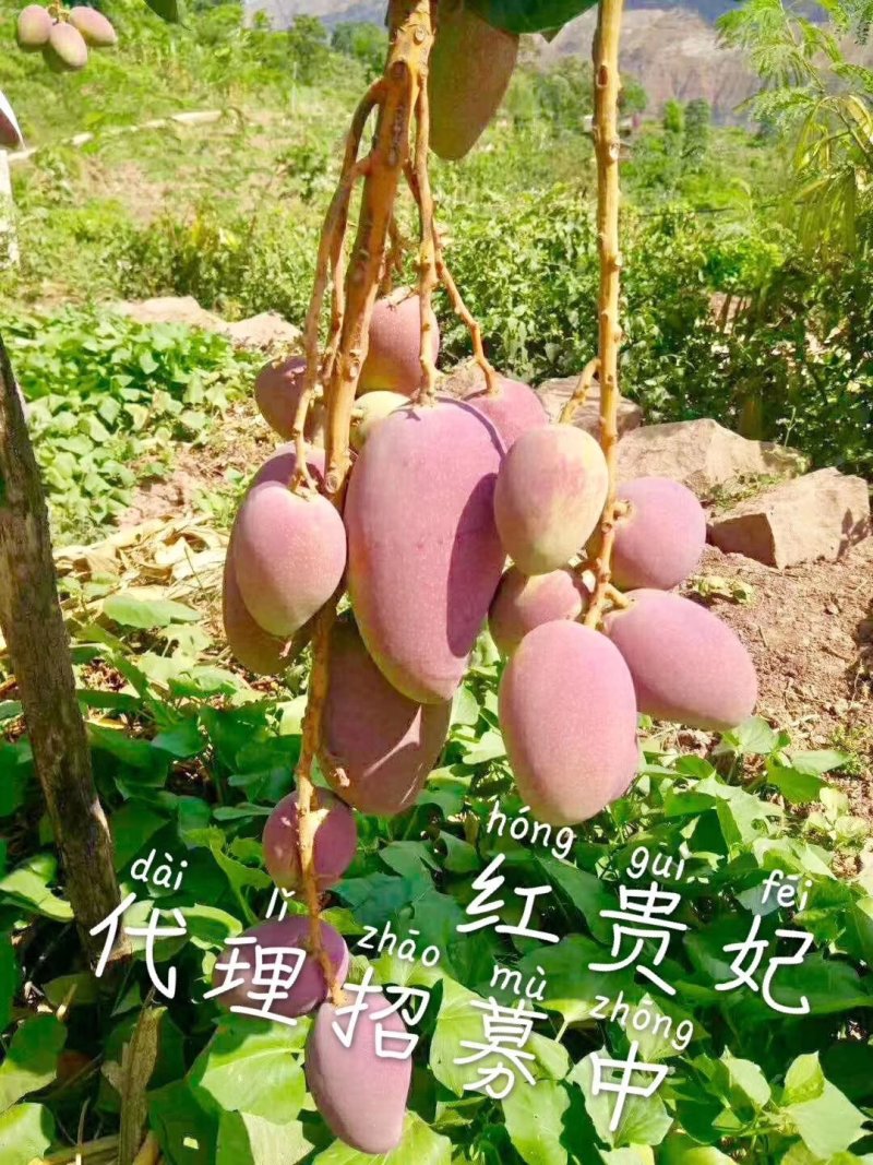 攀枝花盐边县红贵妃