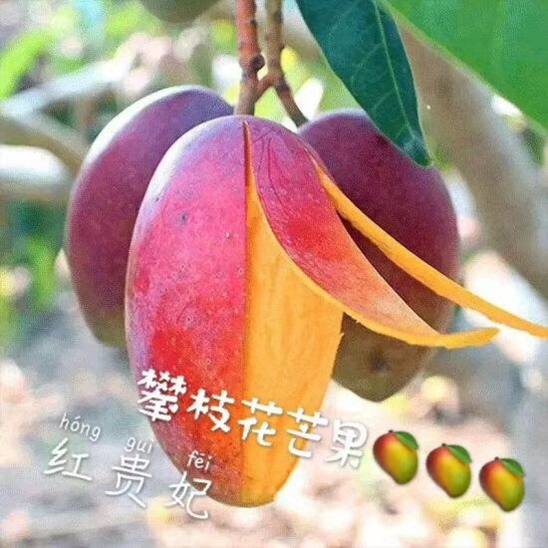 攀枝花盐边县红贵妃