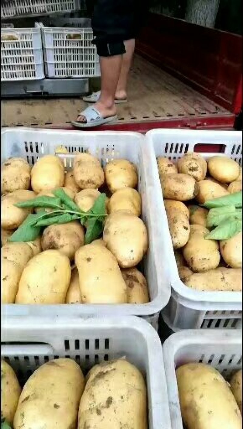 荷兰十五土豆，3两以上通货，产地一手货源