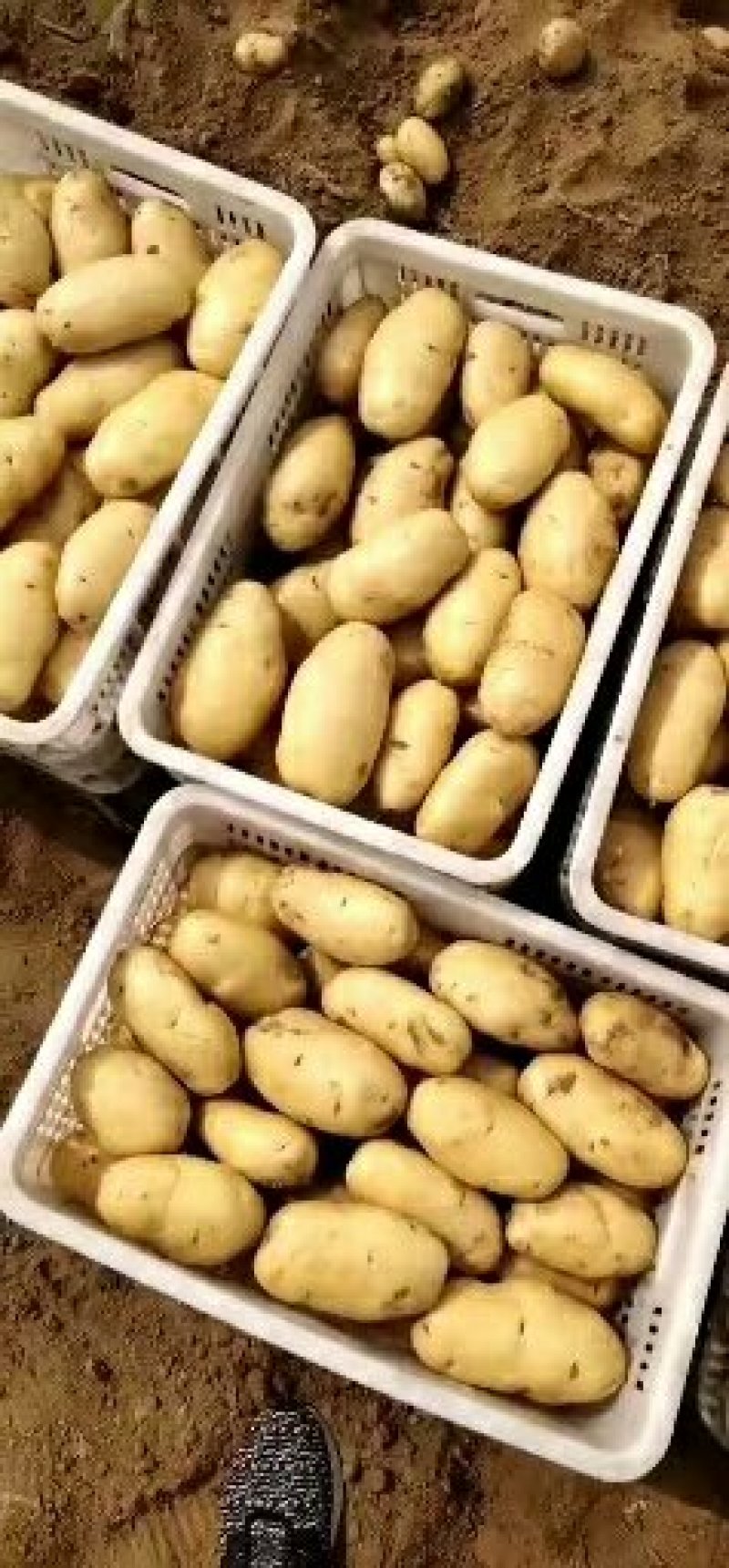 荷兰十五土豆通货三两以上