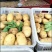 荷兰十五土豆通货三两以上