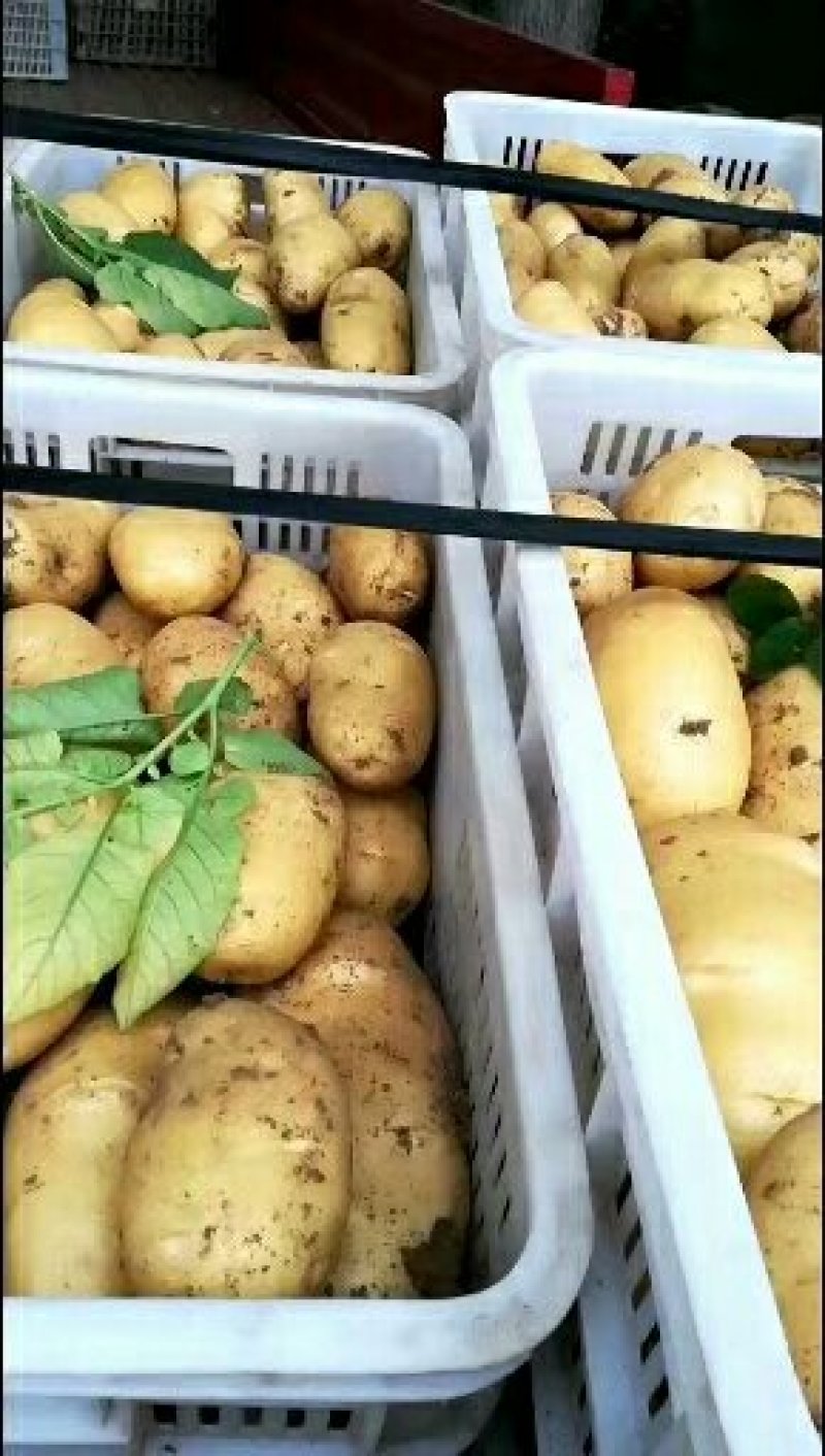 荷兰十五土豆通货三两以上