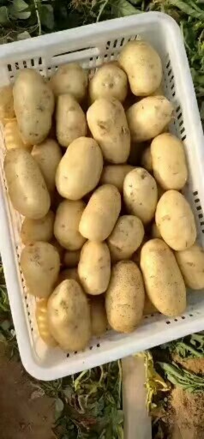 荷兰十五土豆通货三两以上