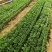 菊花网格爬藤网及各种种植网！大葱韮黄蒜黄防倒网厂价直销