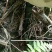 灵芝老树根黑灵芝灵芝粉山区老林灵芝，岑王老山老灵芝