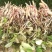 优质荷花苗，芦苇苗，工程苗，太空莲种苗！红花，白花都有