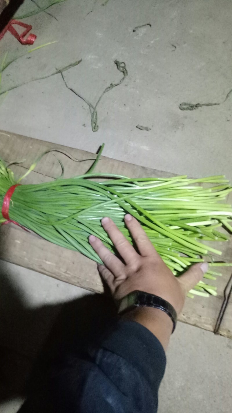 红帽蒜苔