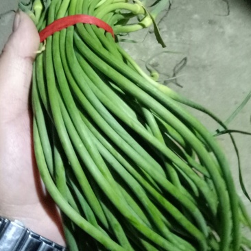 红帽蒜苔