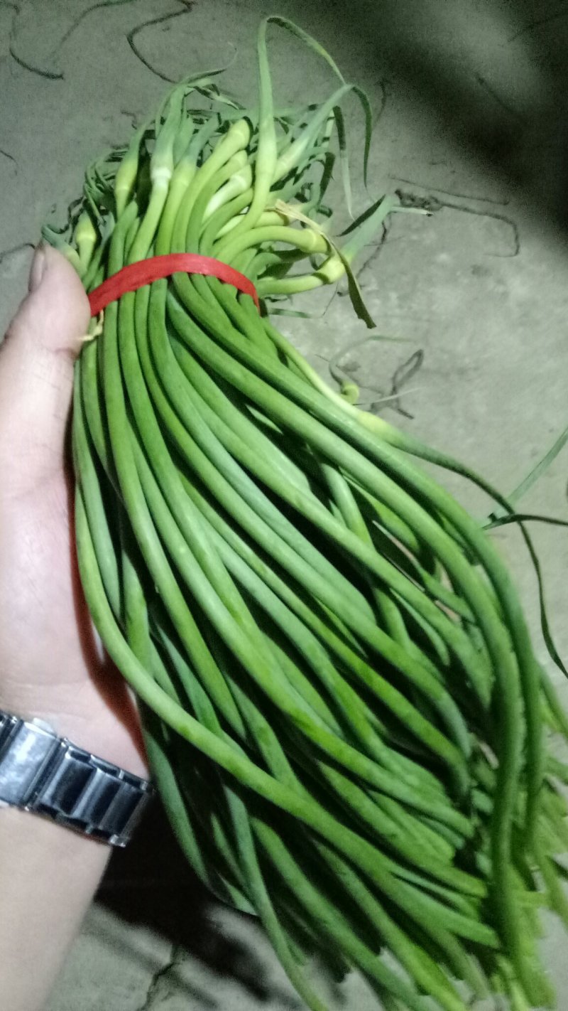 红帽蒜苔