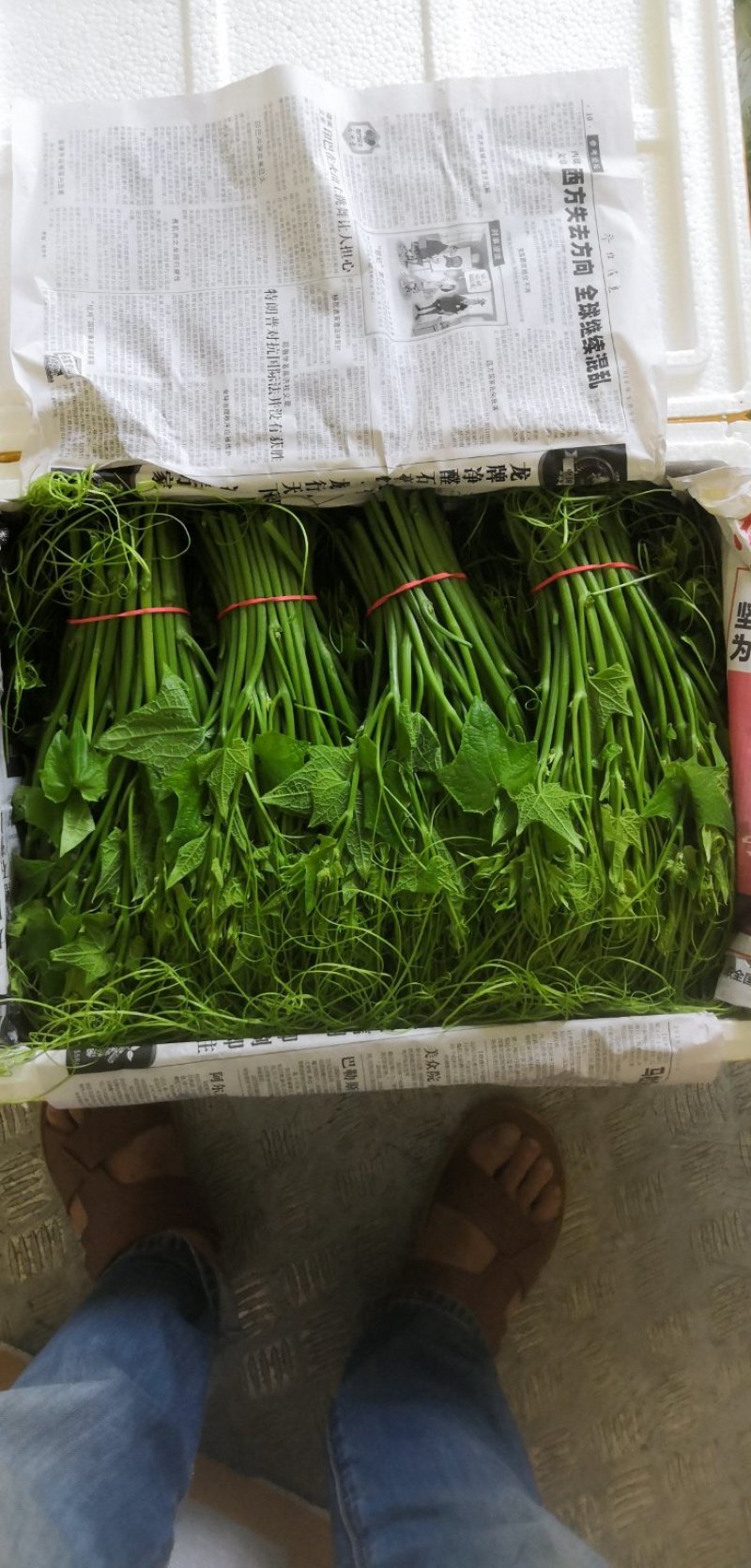 龙须菜佛手瓜尖