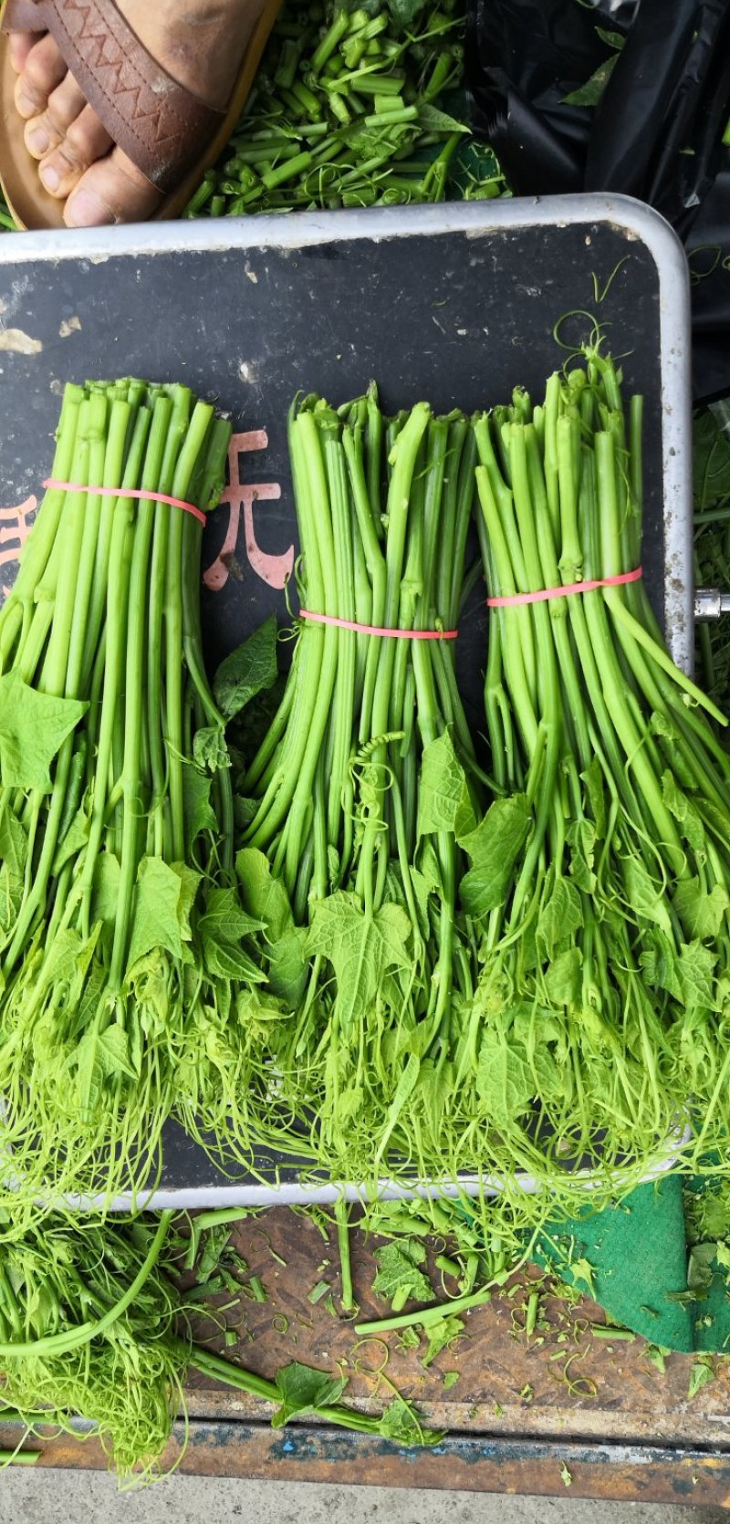 龙须菜佛手瓜尖