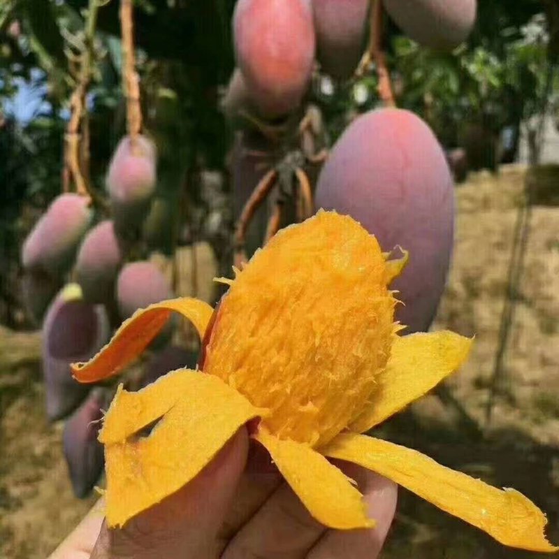 [呲牙]你们爱的贵妃芒来了。