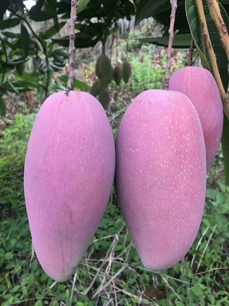 [呲牙]你们爱的贵妃芒来了。