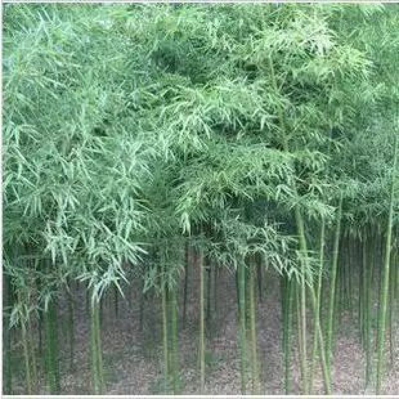 金镶玉竹子苗青竹黄金竹紫竹苗根庭院绿化盆栽室内外植物四季
