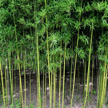 金镶玉竹子苗青竹黄金竹紫竹苗根庭院绿化盆栽室内外植物四季