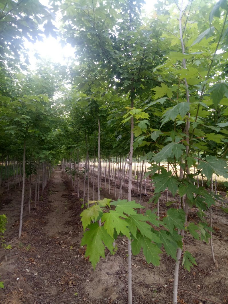 美国红枫，秋火焰红枫，泰安批发红枫树，青藤农业
