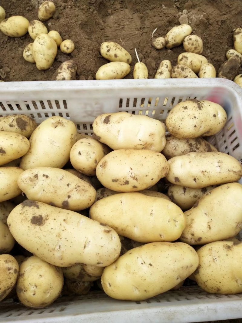 【品质保障】荷兰十五土豆产地直供3两以上全国发货