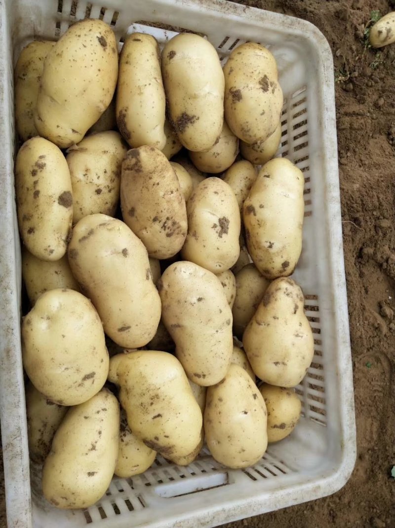 【品质保障】荷兰十五土豆产地直供3两以上全国发货